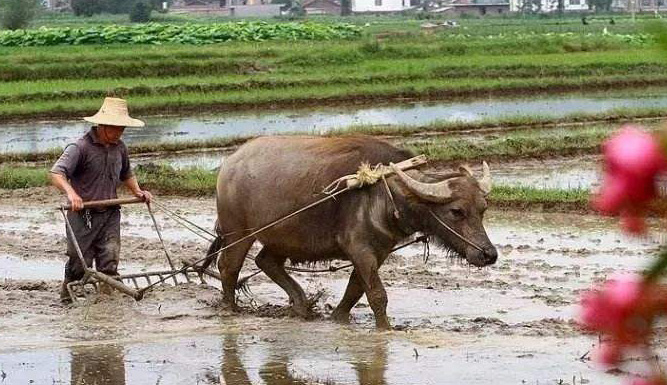 वसन्त ऋतुसँगै चीनका किसानहरू व्यस्त