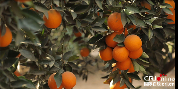 （果篮的十年变化）鲜橙贸易促进中埃经贸关系更为紧密 助力埃及农业发展_fororder_埃及鲜橙