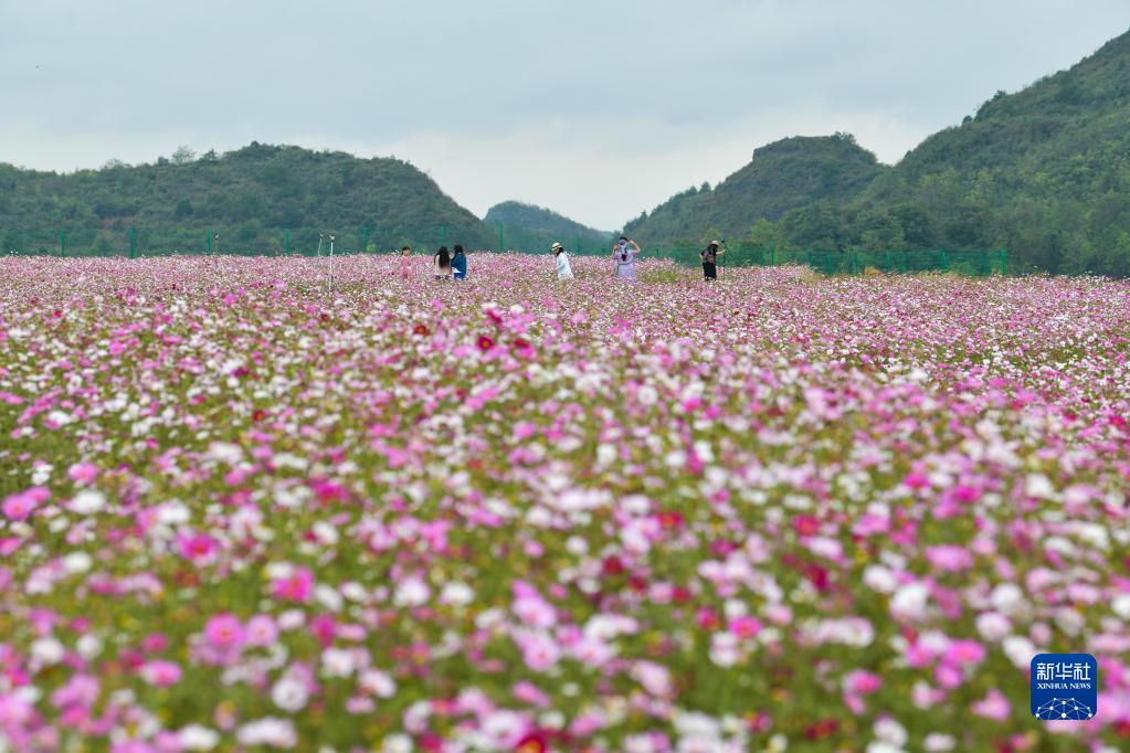 貴州花溪：農旅融合促振興