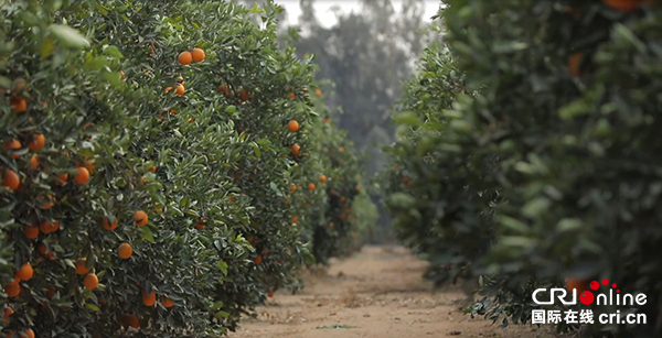 （果篮的十年变化）鲜橙贸易促进中埃经贸关系更为紧密 助力埃及农业发展_fororder_埃及鲜橙果园