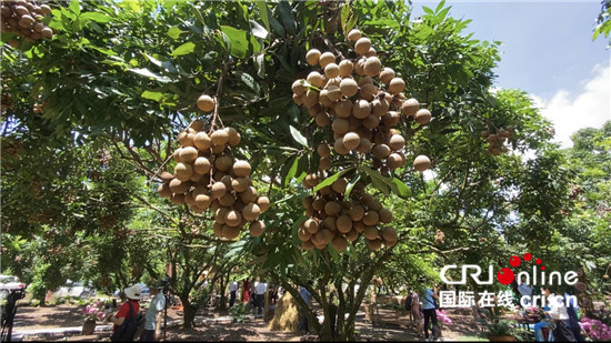 （果篮的十年变化）越南龙眼季节收获忙 中国市场助当地果农走上致富大道_fororder_1