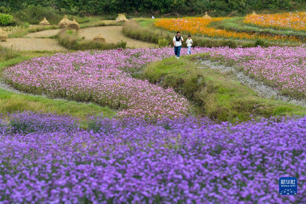 貴州花溪：農旅融合促振興