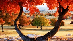 內蒙古興安盟：秋色絢爛 美景如畫