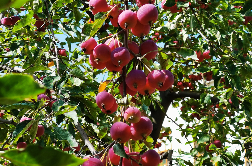 榆林市府谷县：“平板车上”的海红果踏上“国际班列”_fororder_图片5
