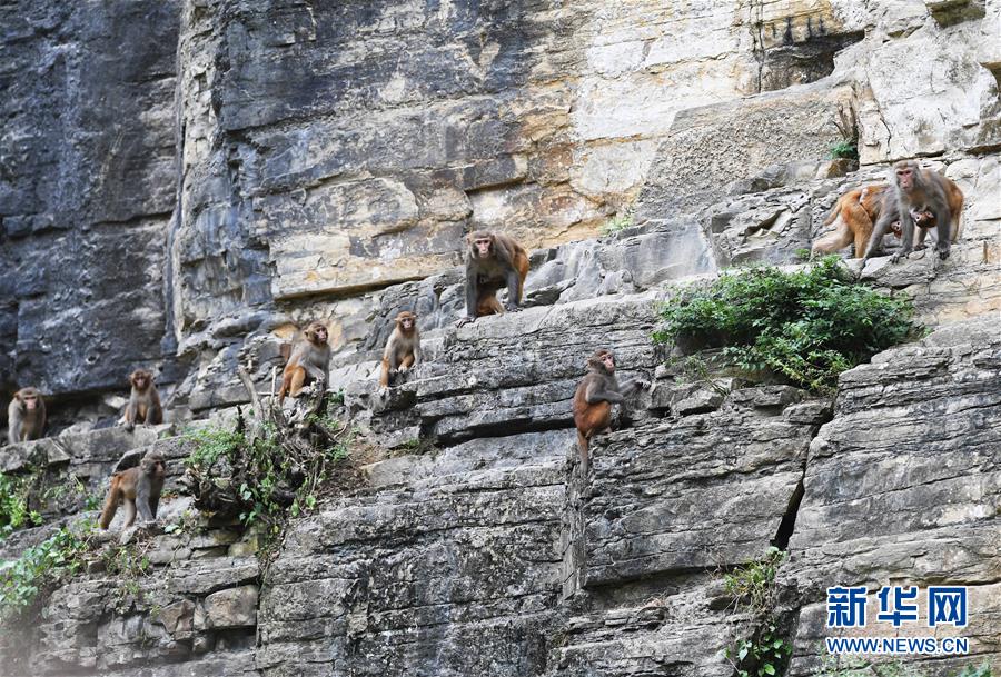 重慶渝北：生態環境改善 野生獼猴聚集
