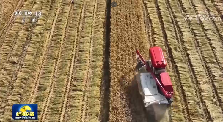 在希望的田野上|秋收时节 五谷丰登粮满仓