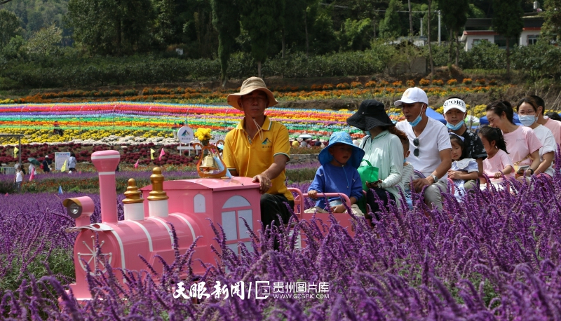 贵州开阳：苗寨花海 游人如织