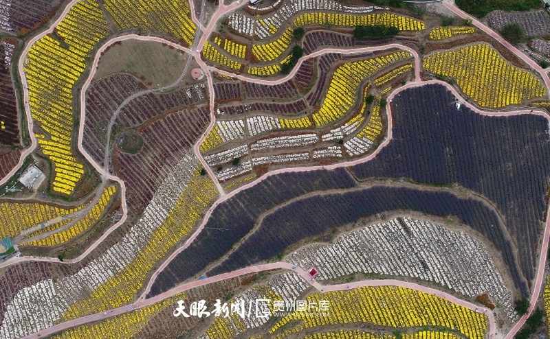 贵州开阳：苗寨花海 游人如织