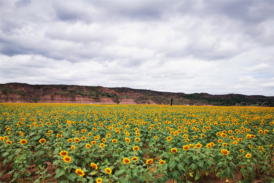 榆林市府谷县古城镇：千亩葵园“锦”上添“花”_fororder_33333