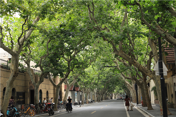 湖南路、仙霞路、云台路……上海将再创建24条林荫道