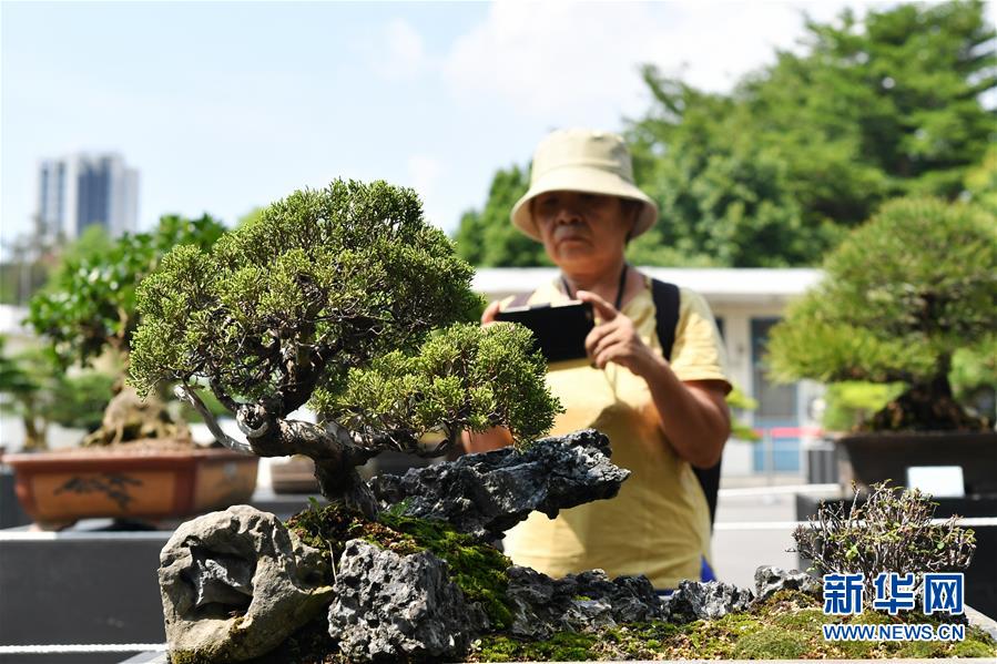 2019年台北盆景展举行