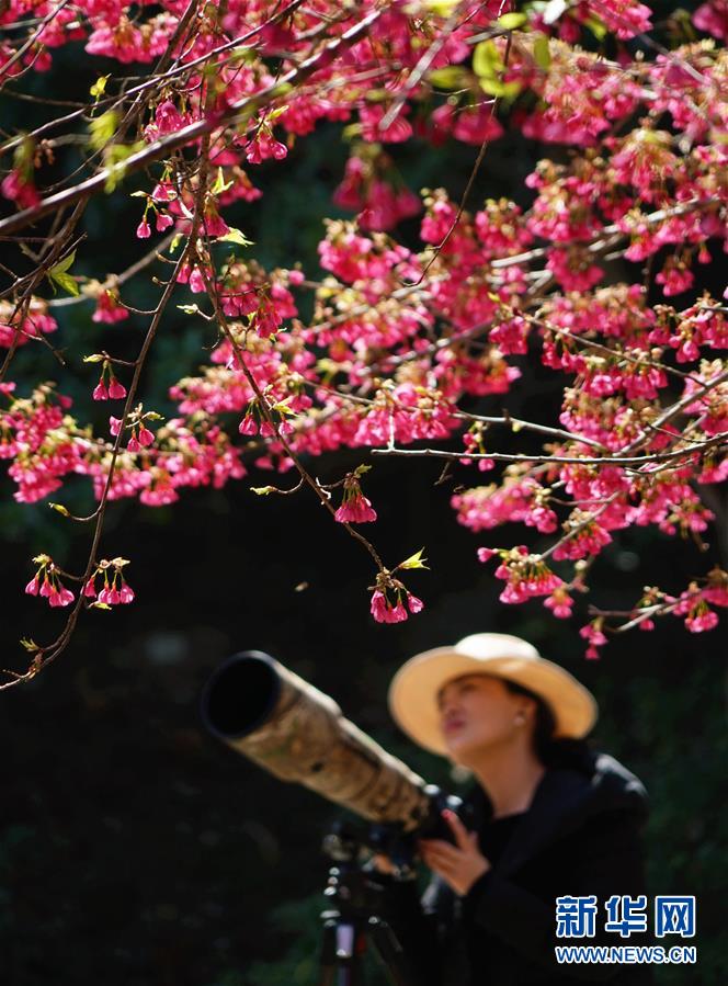 福州：櫻花初綻引客來