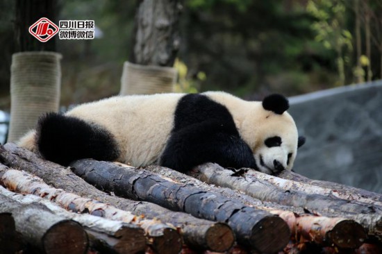 九寨溝で新たな景勝地4ヶ所が一般開放_fororder_photo3-4