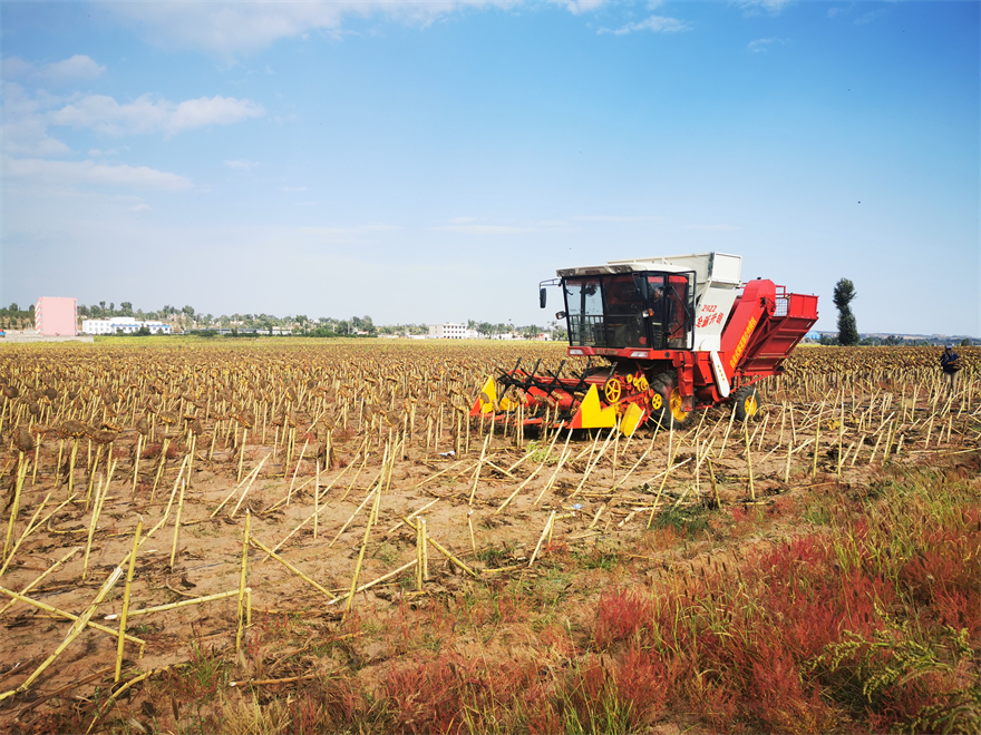 榆林市府谷县古城镇：千亩葵园“锦”上添“花”_fororder_1111