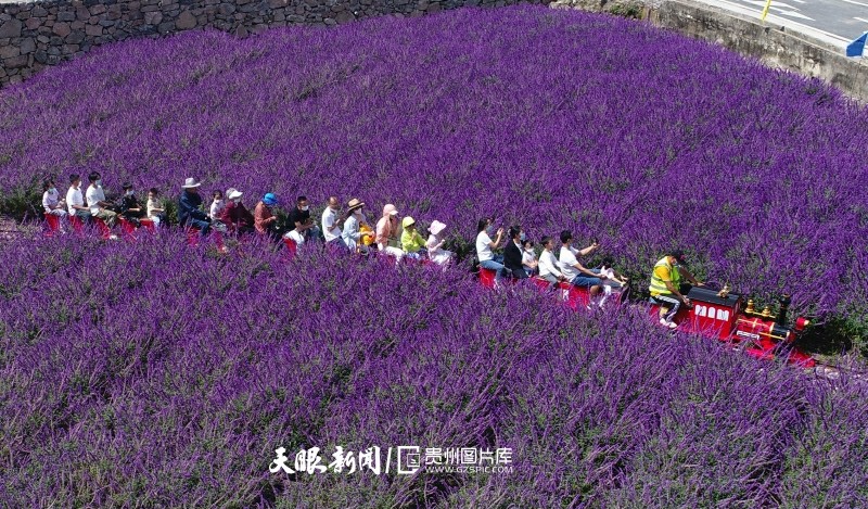 贵州开阳：苗寨花海 游人如织