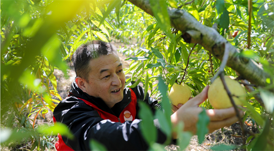 冬桃飘香满枝头 共同致富有奔头
