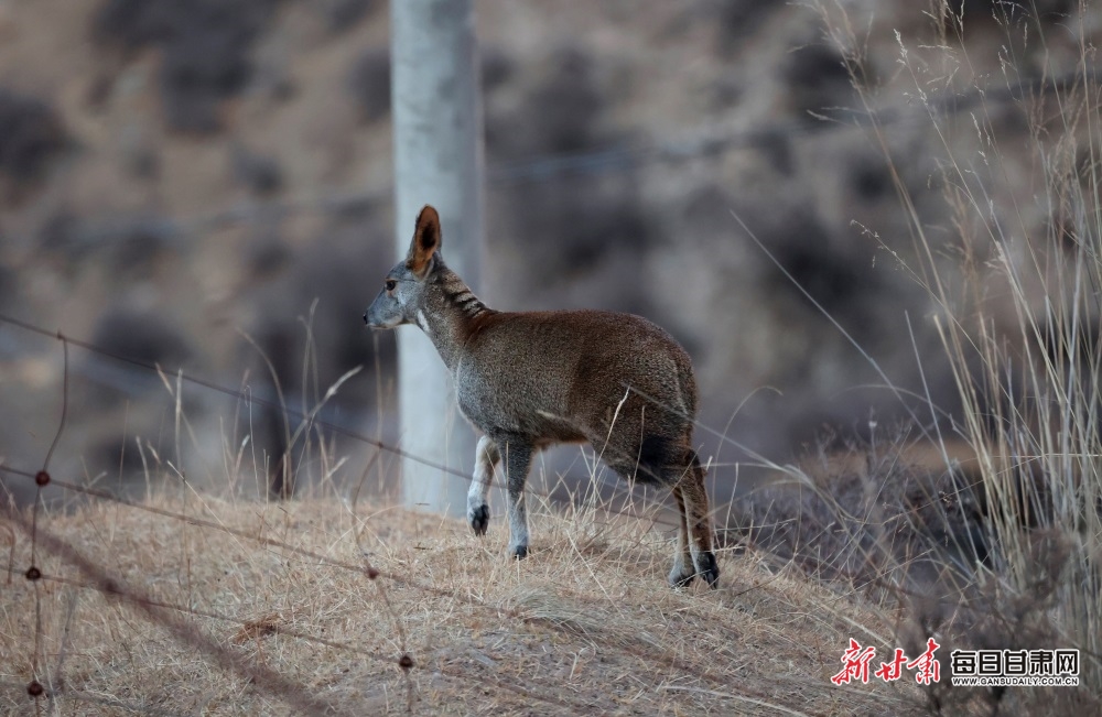 【生態】祁連山國家公園(肅南段)野生動物頻頻“搶鏡”_fororder_5