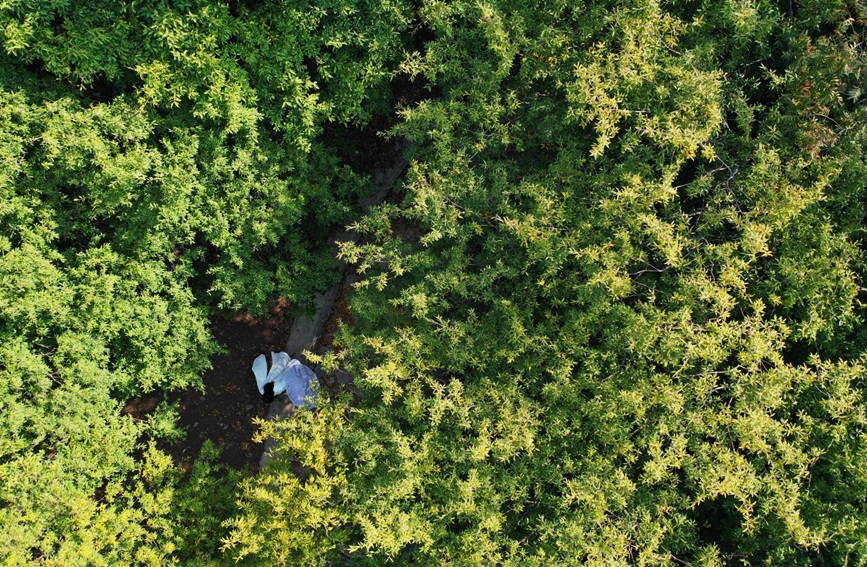 平顶山宝丰：山乡秋色美