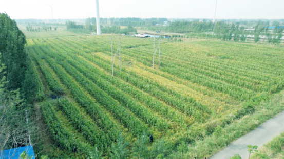 濮阳市范县：大豆玉米带状复合种植促稳产增收_fororder__45070001