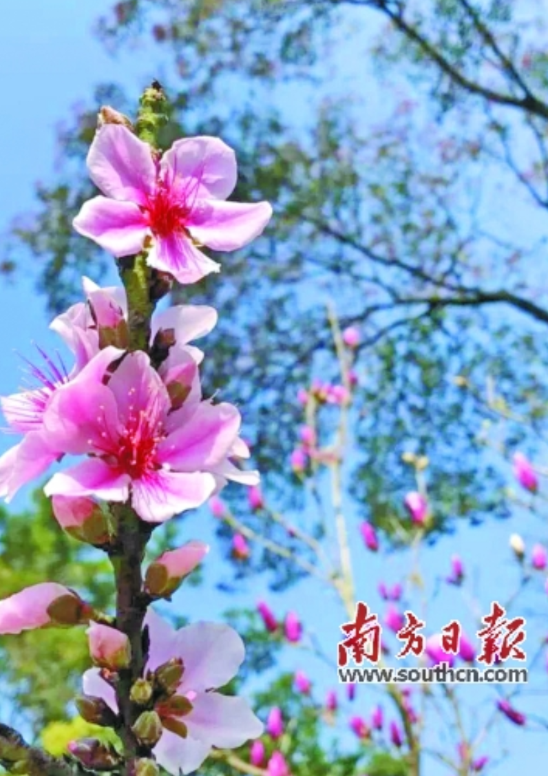 广东各地围绕春节主题举办节庆活动吸引游客前来