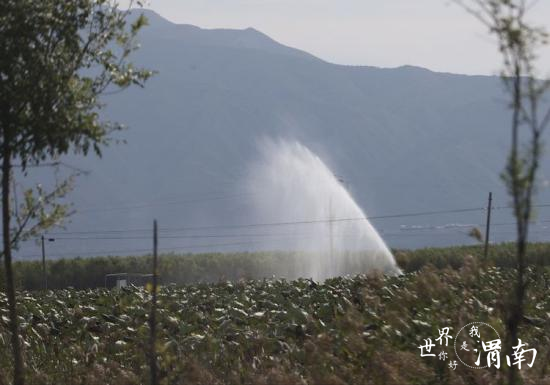 陜西大荔縣范家鎮：“黃河九孔蓮”進入收穫季_fororder_圖片2