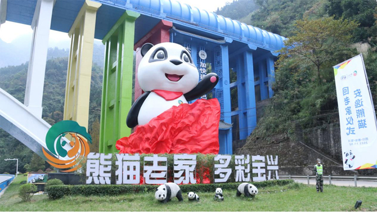 Homeland of Pandas · Tracing Roots in Baoxing | Panda Anyi Goes Back to Its Hometown_fororder_图片 1