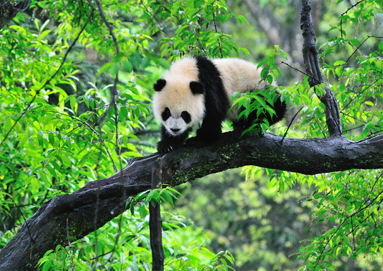 Homeland of Pandas · Tracing Roots in Baoxing | Panda Anyi Goes Back to Its Hometown_fororder_图片 4