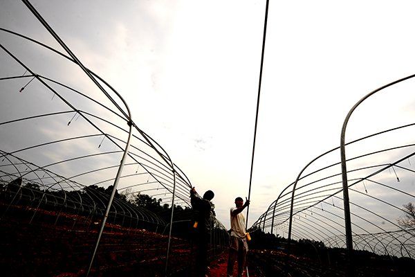 德阳中江县逐步恢复正常生产生活秩序_fororder_南华镇严家坝村天添草莓园搭建大棚