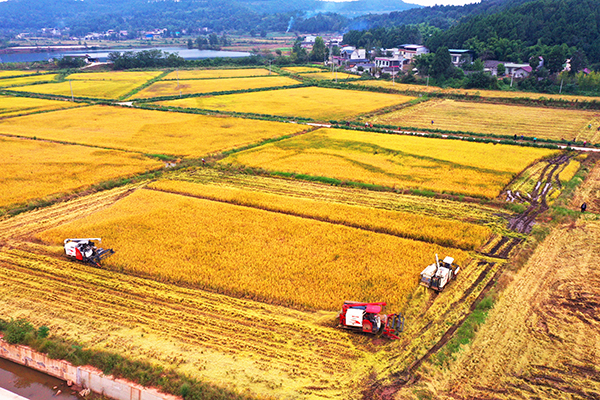 德阳中江县逐步恢复正常生产生活秩序_fororder_永太镇清福村，农机手正驾驶农机对最后几十亩水稻进行收割