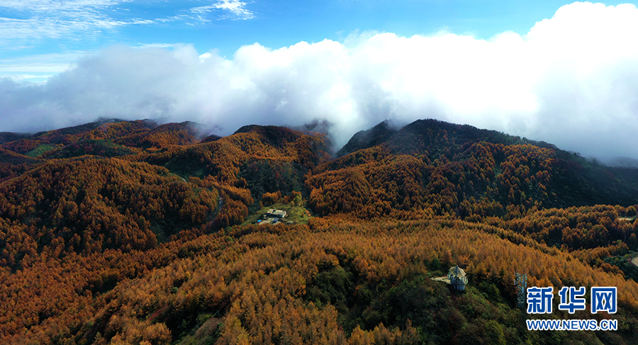 【城市远洋带图】重庆巫山：在梨子坪森林公园赴一场秋日之约