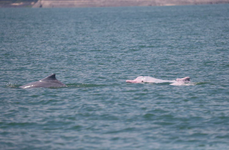 廣西合浦儒艮保護區發現18頭中華白海豚