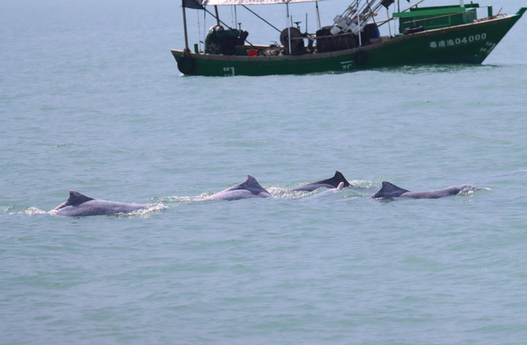 广西合浦儒艮保护区发现18头中华白海豚