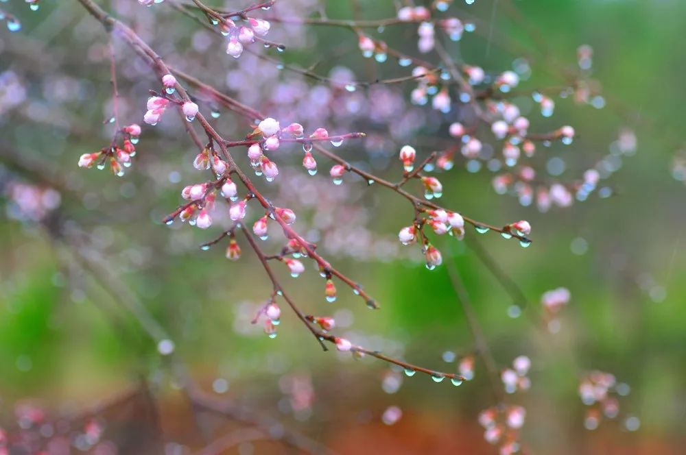 今日雨水 | 春雨贵如油！