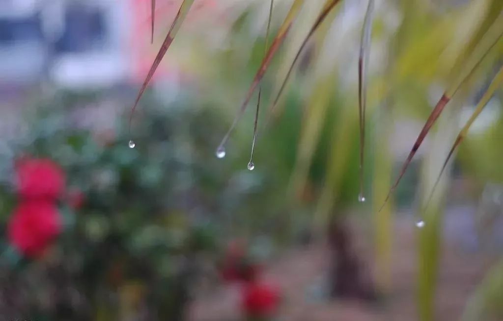 今日雨水 | 春雨贵如油！