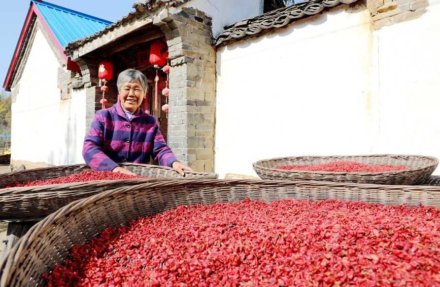 南阳内乡：特色中药材山茱萸喜获丰收