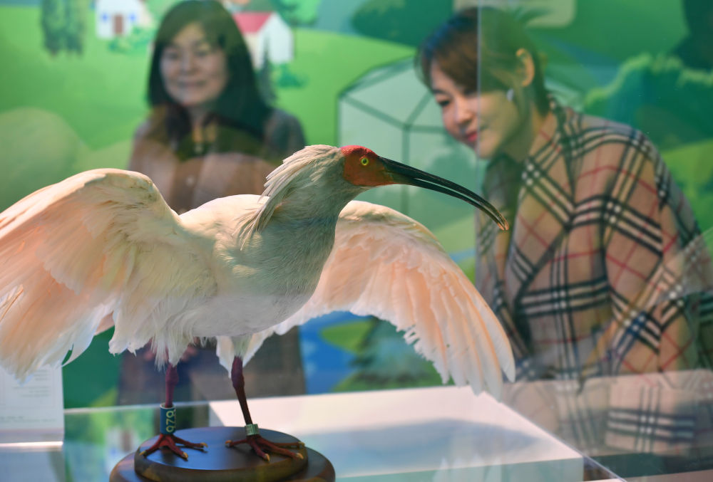 新华全媒+ | 陕西宁陕：守护秦岭绿色 建设多彩田园