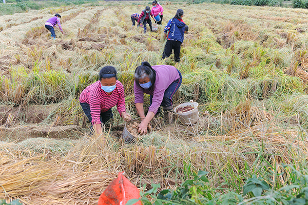 德阳中江县逐步恢复正常生产生活秩序_fororder_永太镇多宝村金穗源粮食专业合作社内，当地村民正在栽种土豆