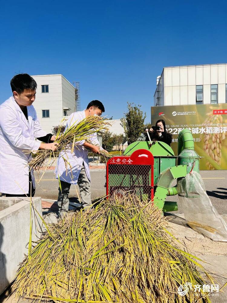 青岛向你“稻”喜！中国4‰盐度下耐盐常规稻再破纪录