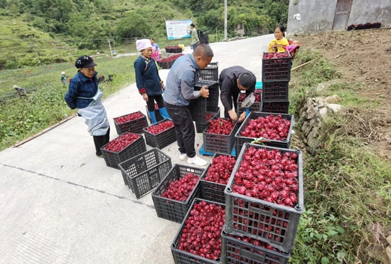 （供稿）贵州都匀潘硐村：“植物红宝石”拓宽群众致富路_fororder_371b28c1824519165ce994112dc3385