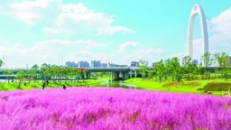 南京滁河灣濕地公園：粉黛花海驚艷金秋