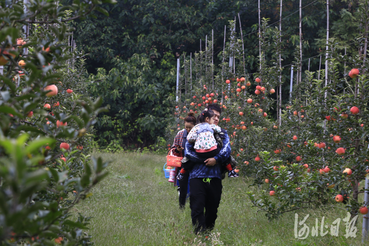 邢台沙河：多彩田园游人醉