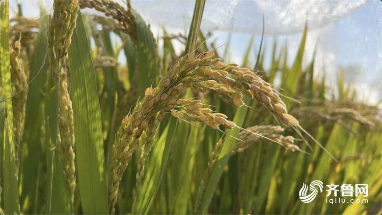 青岛向你“稻”喜！中国4‰盐度下耐盐常规稻再破纪录