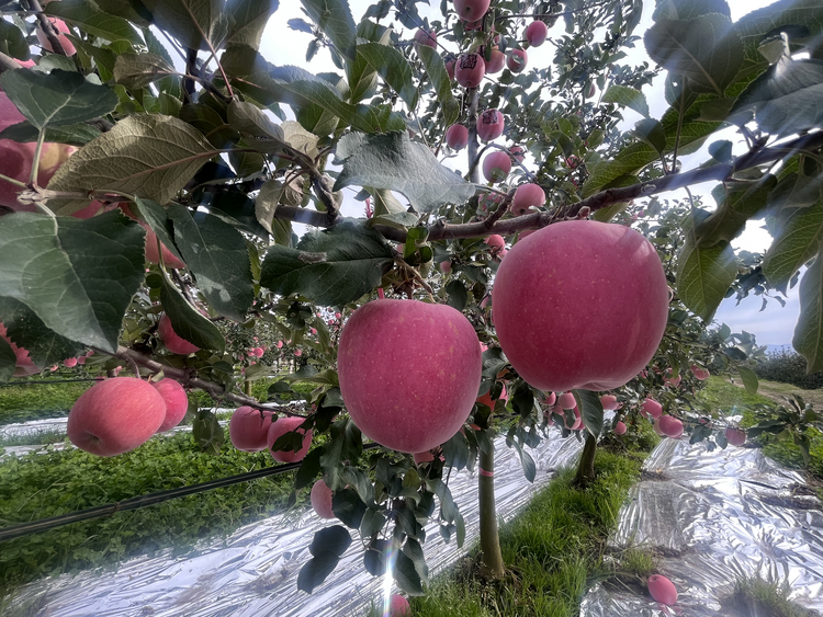 追求优质苹果 宝鸡凤翔打造高质量农产品产业_fororder_3