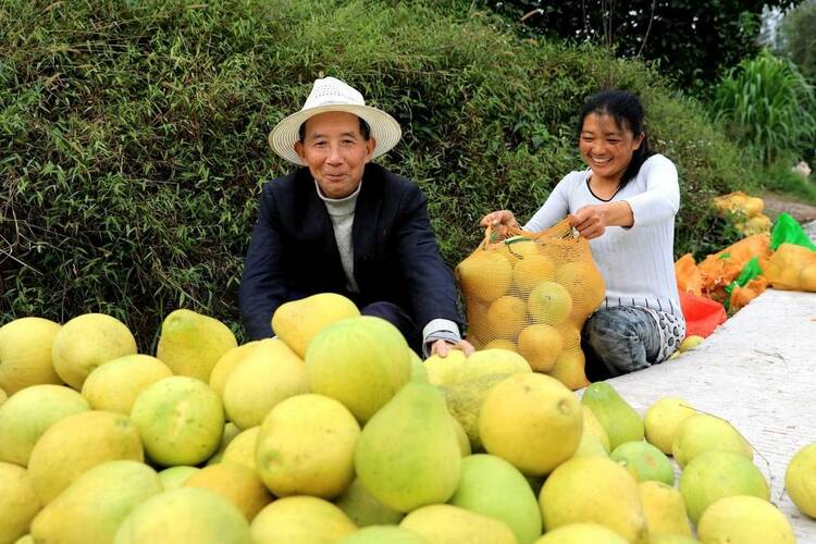 （轉載）瀘州納溪區：“柚”是一年好豐景 同圓鄉村振興夢