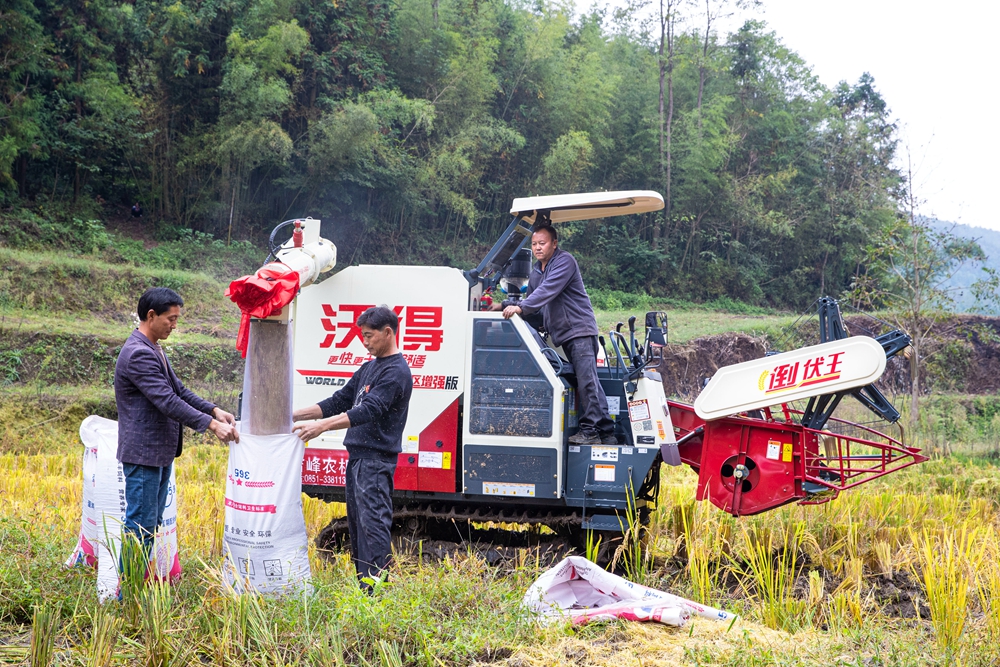 贵州黔西：耕地改造助农增收_fororder_2022年10月11日，贵州省黔西市洪水镇龙营村“旱”改“水”项目地，村民驾驶大型收割机收割水稻。B62I0556.JPG