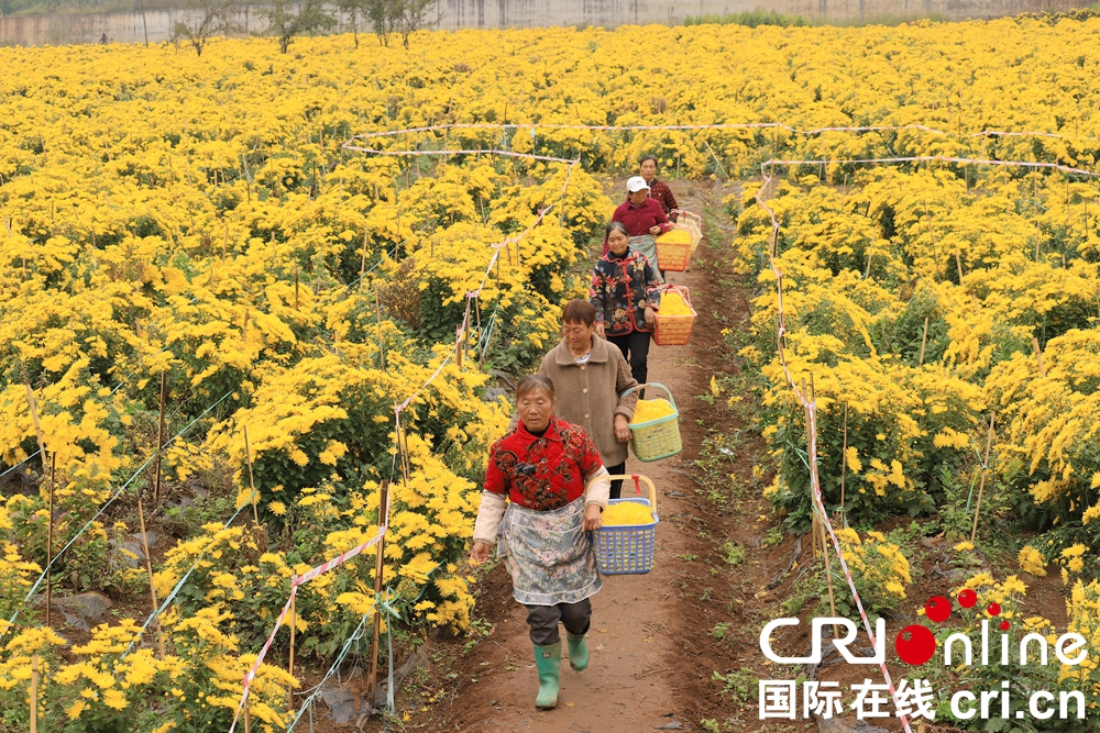 （供稿）貴州鍾山：秋日“黃花”分外香_fororder_微信圖片_20221013145020