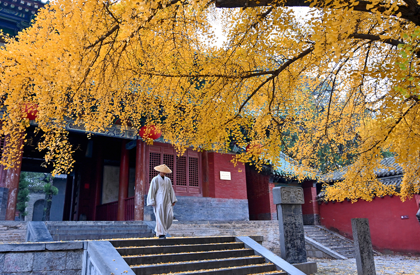 千年古剎少林寺 銀杏葉落遍地金