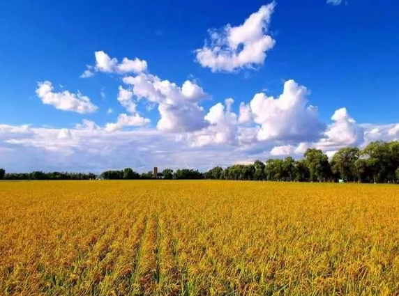 绥化市北林区：5G智慧农业里的“稻作”共生