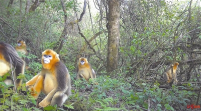 （转载）太萌了！国家一级保护动物川金丝猴群在北川山林组团“聚餐”