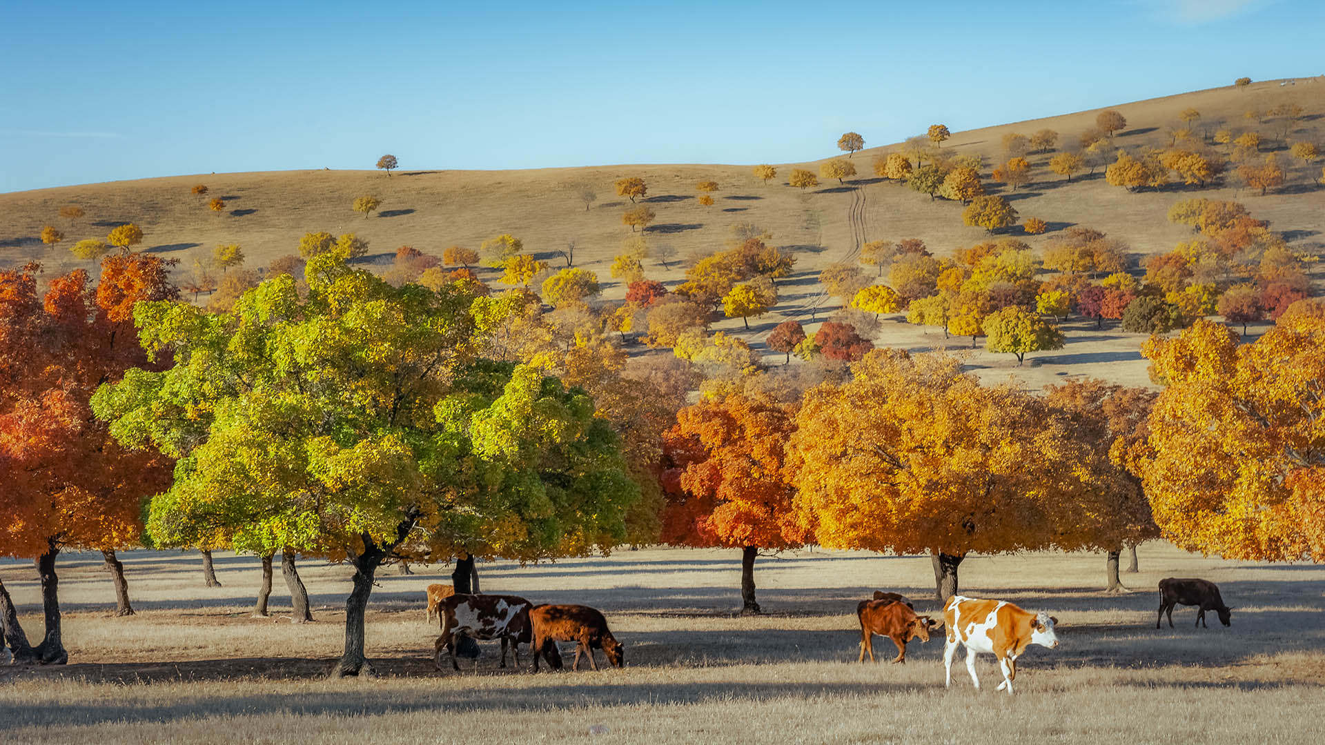 内蒙古兴安盟：秋赏五角枫_fororder_李立涛_作品名_秋染兴安枫叶红（5）_手机_13947589927_ID_4780310_06380146043-22030419132693